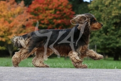 Spaniel - English Cocker