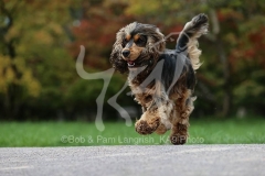 Spaniel - English Cocker