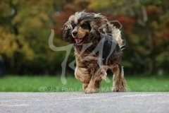 Spaniel - English Cocker