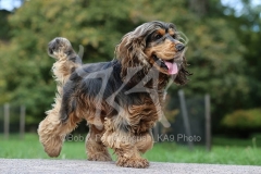 Spaniel - English Cocker