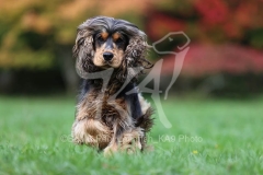 Spaniel - English Cocker