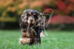 Spaniel - English Cocker