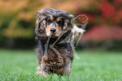 Spaniel - English Cocker