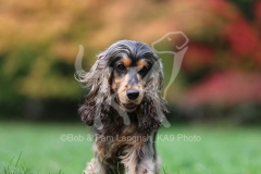 Spaniel - English Cocker