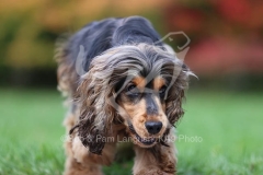 Spaniel - English Cocker