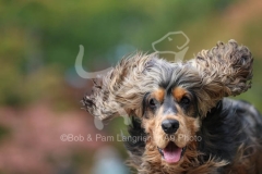 Spaniel - English Cocker