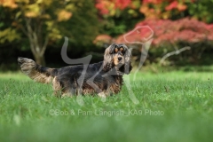 Spaniel - English Cocker