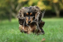 Spaniel - English Cocker