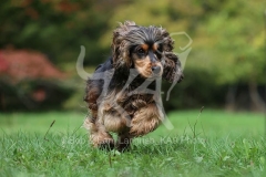 Spaniel - English Cocker