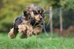 Spaniel - English Cocker