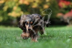 Spaniel - English Cocker