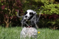 Spaniel - English Cocker