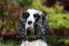 Spaniel - English Cocker