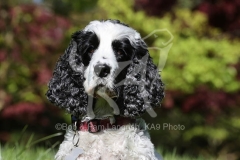 Spaniel - English Cocker