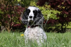 Spaniel - English Cocker