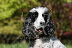 Spaniel - English Cocker