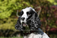 Spaniel - English Cocker