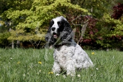 Spaniel - English Cocker