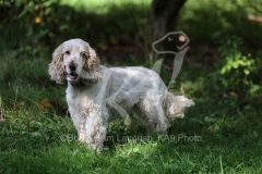 Spaniel - English Cocker