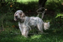 Spaniel - English Cocker