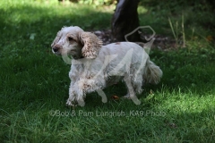 Spaniel - English Cocker