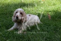 Spaniel - English Cocker