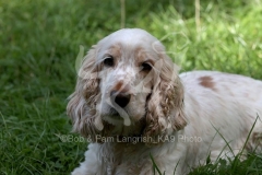 Spaniel - English Cocker
