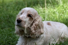 Spaniel - English Cocker
