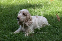 Spaniel - English Cocker