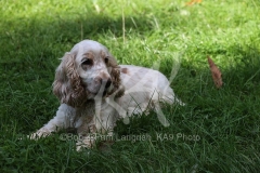 Spaniel - English Cocker