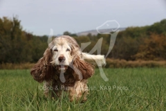 Spaniel - English Cocker