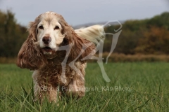 Spaniel - English Cocker