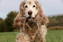 Spaniel - English Cocker