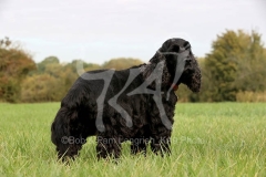 Spaniel - English Cocker