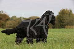 Spaniel - English Cocker