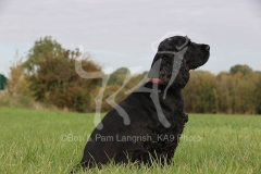 Spaniel - English Cocker