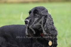 Spaniel - English Cocker