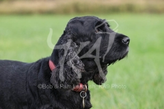 Spaniel - English Cocker
