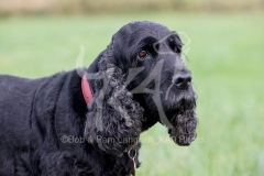 Spaniel - English Cocker