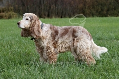 Spaniel - English Cocker