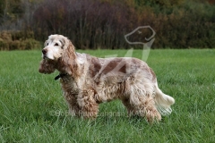 Spaniel - English Cocker