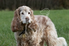 Spaniel - English Cocker