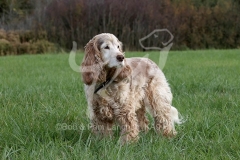 Spaniel - English Cocker