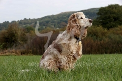 Spaniel - English Cocker