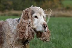Spaniel - English Cocker