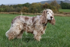 Spaniel - English Cocker