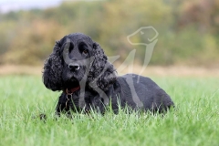 Spaniel - English Cocker