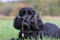 Spaniel - English Cocker