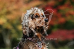 Spaniel - English Cocker