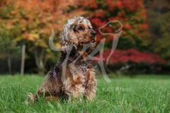 Spaniel - English Cocker